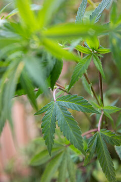 Detail of a cannabis leave on a plant growing outdoors