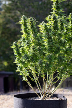 A grouping of trimmed buds on a healthy cannabis plant growing outdoors in a felt pot.