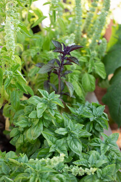 Detail of basil and herbs in a home garden