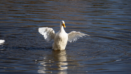 Fototapeta premium White Swan in the Lake