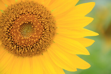 満開のヒマワリの花【8月】