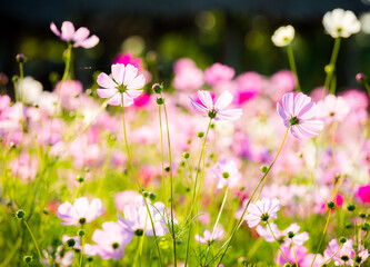 Beautiful cosmos  flowers in the garden, outdoor  Chiangmai Thailand