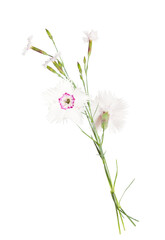 Chinese carnation flower isolated on white