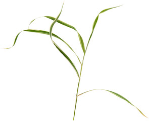 copula of grass isolated on white. Branch of grass