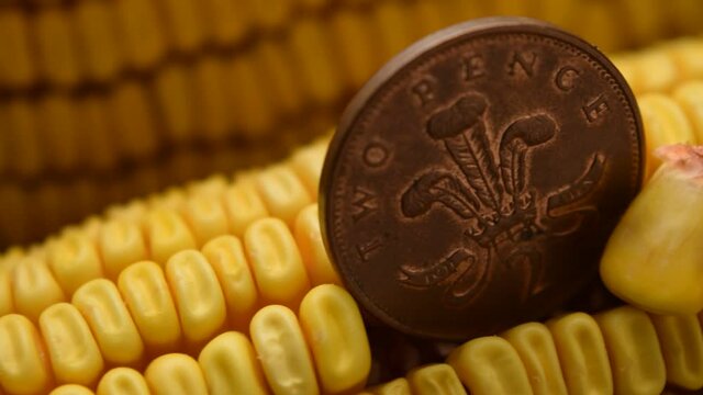 English penny on an ear of corn ft0209_0583 Pingin Shasana ar chluas arbhair
