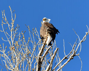 Bald Eagle 