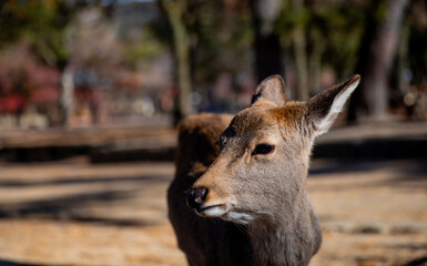 Traveling in the wonderland of the deers