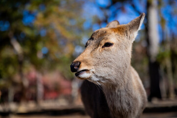 Traveling in the wonderland of the deers