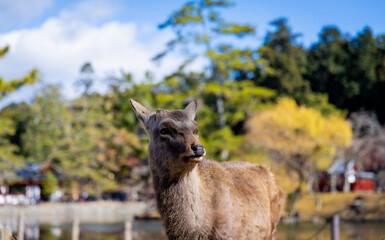 Traveling in the wonderland of the deers