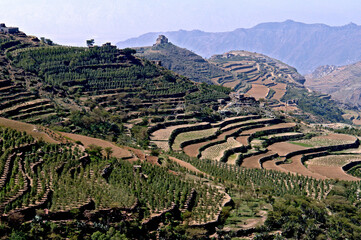 Plantacao de Khat ou Qat ( Catha edulis) no vilarejo de Al Hajjarah. Iemen
