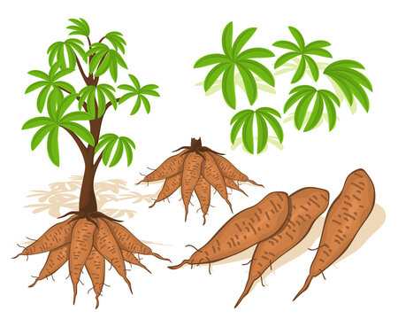 Fresh cassava vegetables with leaf. Vegetable of farm for market product. Cassava vector design