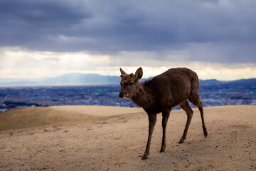 Traveling in the wonderland of the deers