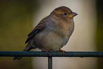 Spatz