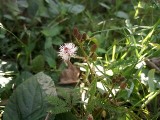 sensitive plant