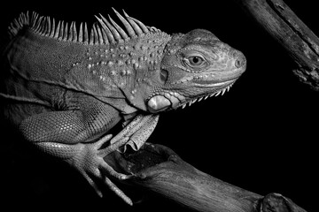 Portrait of green iguana in black and white photograph