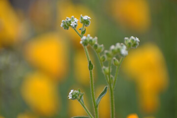 Western forget-me-not or cushion catseye (Cryptantha circumscissa) in front of blurred yellow flowers