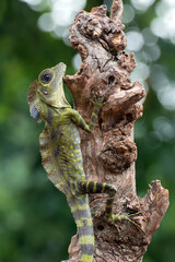 Angle head lizard ( Gonocephalus bornensis ) on tree trunk
