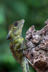 Angle head lizard ( Gonocephalus bornensis ) on tree trunk