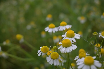 daisies in a field.