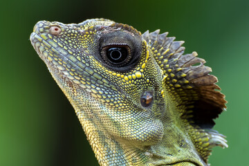 Angle head lizard ( Gonocephalus bornensis ) on tree trunk