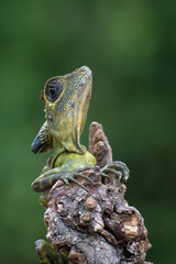 Angle head lizard ( Gonocephalus bornensis ) on tree trunk