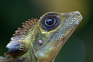 Angle head lizard ( Gonocephalus bornensis ) on tree trunk