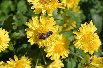 bee on yellow flower.