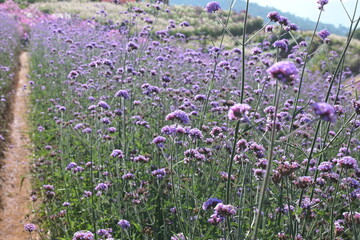 Obraz premium field of purple flowers.