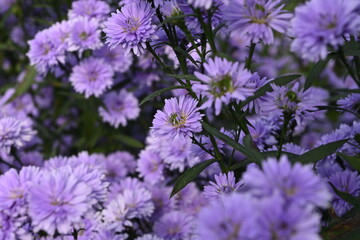 Closeup Margaret flower in the garden.