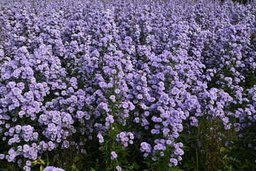 Obraz premium Beautiful Margaret flower field.