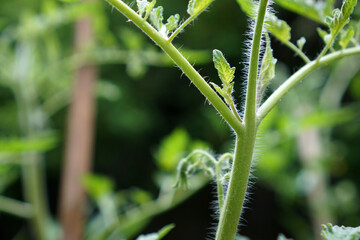 Prune the water shoots that grow between the stems and twigs of the tomato plant                     