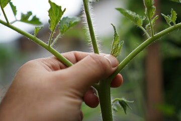 Prune the water shoots that grow between the stems and twigs of the tomato plant                     