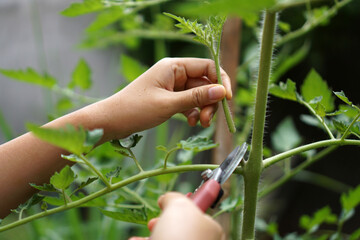 Prune the water shoots that grow between the stems and twigs of the tomato plant                   ...