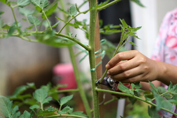 Prune the water shoots that grow between the stems and twigs of the tomato plant                     