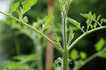 Prune the water shoots that grow between the stems and twigs of the tomato plant                     