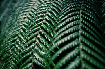 Green fern leaves