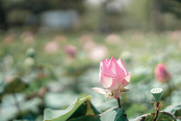 pink lotus floating on the water in the pond 