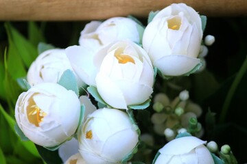 beautiful and fresh white flower photo.