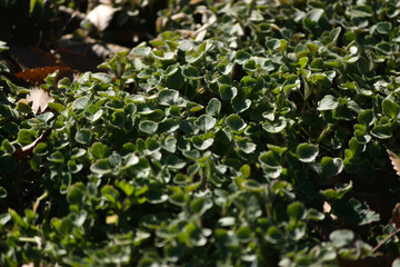 green grass in the sun