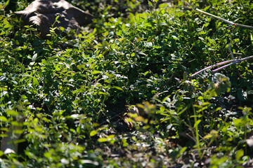 leaves in the garden