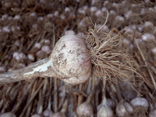 Close-up of garlic harvested on the farm.