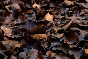 Closeup of winter leaves on the ground