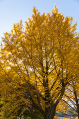 Autumn Gold in Mount Takao