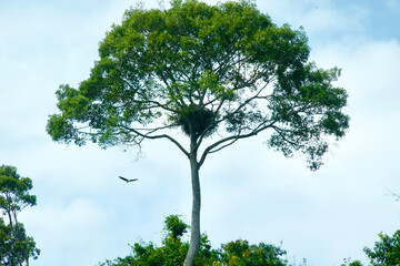 Ein Adler und sein Adlernest