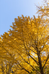 Autumn Gold in Mount Takao