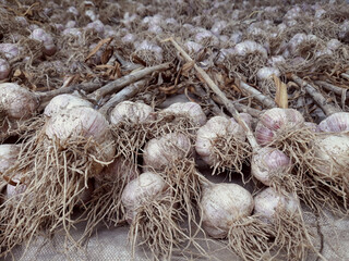 Garlic harvest, growing vegetable, agriculture background