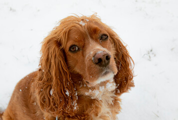 Winter portrait of a cocker spaniel dog. He has snow on his nose.