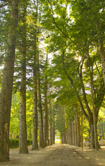 Forest and dirt road in Nami Island in summer