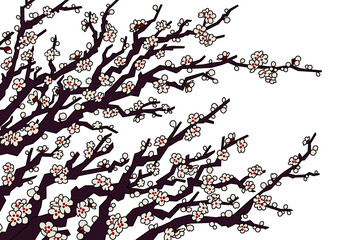 illustration of white plum blossoms
