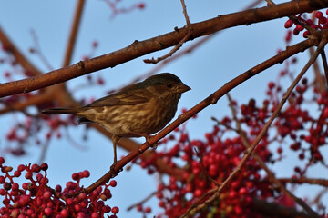American Tree Sparrow 